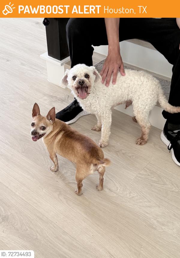 Found/Stray Male Dog last seen Westpark & Sam Houston W Blvd, Houston, TX 77082