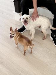 Found/Stray Male Dog last seen Westpark & Sam Houston W Blvd, Houston, TX 77082