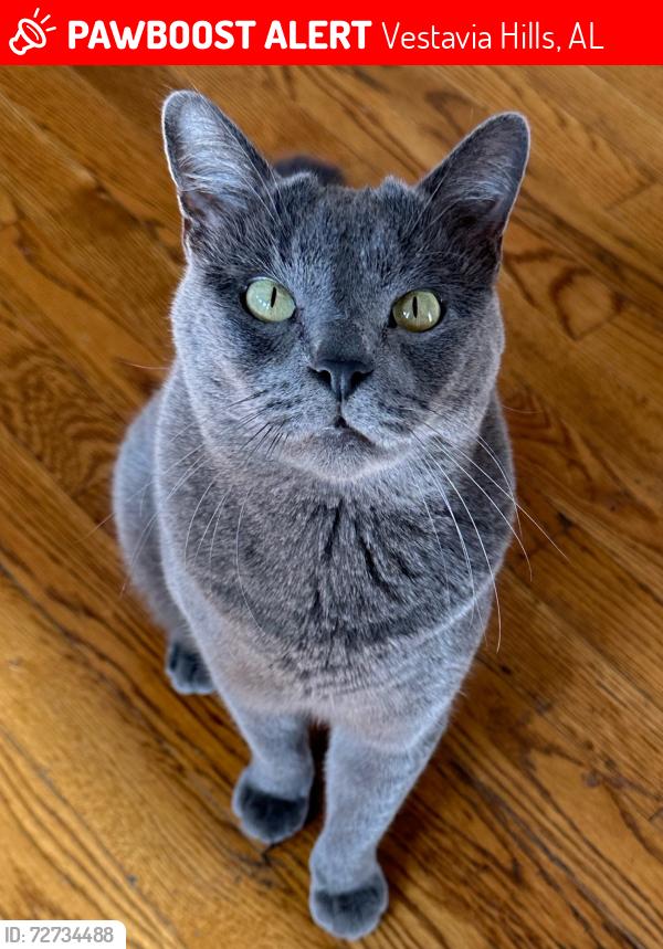 Lost Male Cat last seen Panorama and Viking Circle, Vestavia Hills, AL 35216