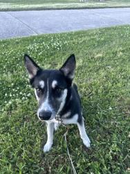 Found/Stray Unknown Dog last seen US foods, Charleston, SC 29405