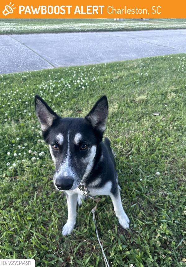 Found/Stray Unknown Dog last seen US foods, Charleston, SC 29405