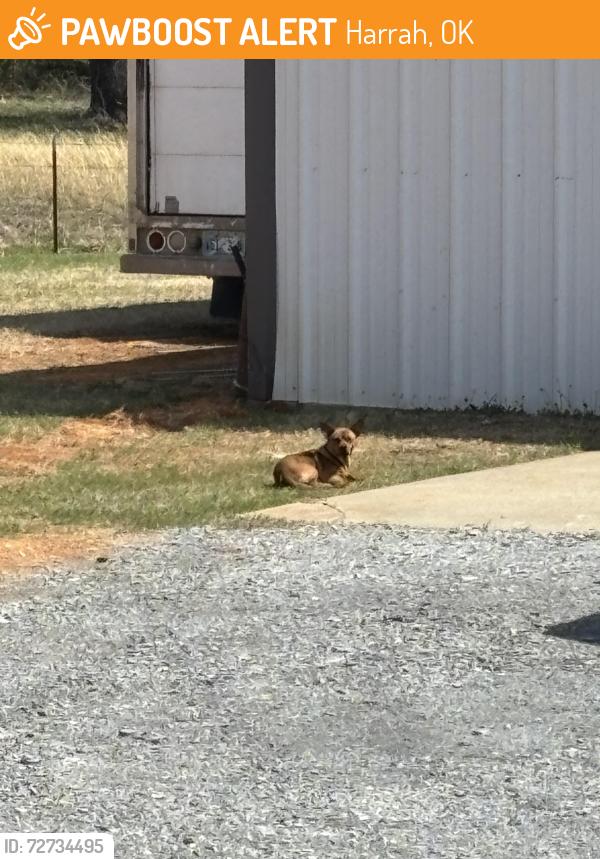 Found/Stray Unknown Dog last seen Harrah Rd, Harrah, OK 73045