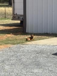 Found/Stray Unknown Dog last seen Harrah Rd, Harrah, OK 73045