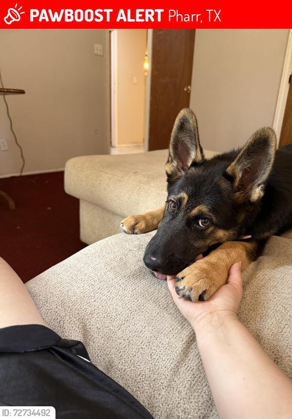 Lost Female Dog last seen S aster St, W ridge Rd, Pharr, TX 78577