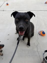 Found/Stray Female Dog last seen Brentwood park, Victorville, CA 92394