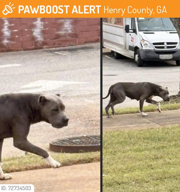 Found/Stray Unknown Dog last seen Sam’s Club, Henry County, GA 30253