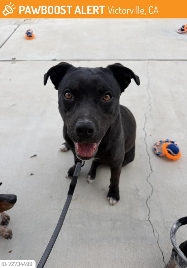 Found/Stray Female Dog last seen Brentwood park, Victorville, CA 92394