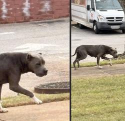 Found/Stray Unknown Dog last seen Sam’s Club, Henry County, GA 30253