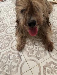 Found/Stray Male Dog last seen Rogers Ave SW Atlanta GA 30310, Atlanta, GA 30310