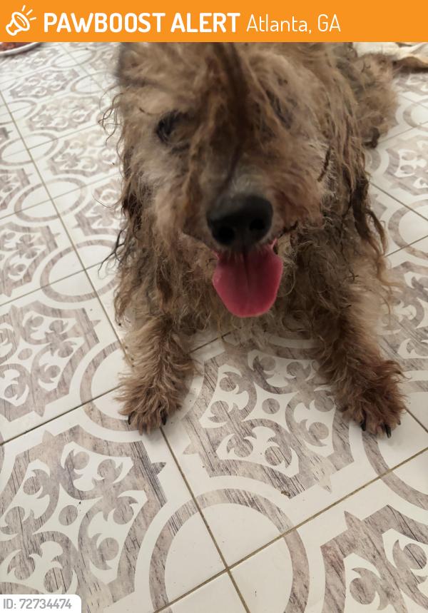 Found/Stray Male Dog last seen Rogers Ave SW Atlanta GA 30310, Atlanta, GA 30310