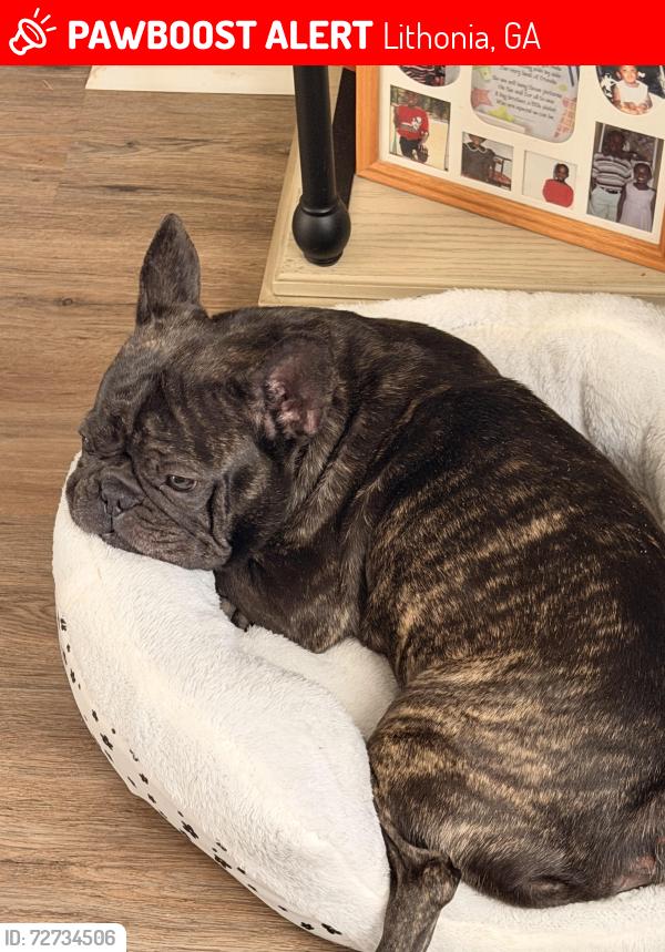 Lost Female Dog last seen Rogers crossing subdivision , Lithonia, GA 30058
