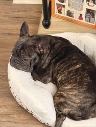 Lost Female Dog last seen Rogers crossing subdivision , Lithonia, GA 30058