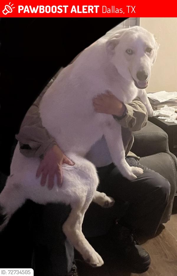 Lost Male Dog last seen Near Cromwell Dr, Dallas, TX 75229, Dallas, TX 75229