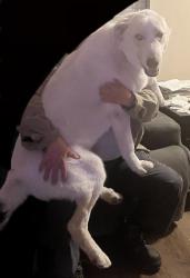 Lost Male Dog last seen Near Cromwell Dr, Dallas, TX 75229, Dallas, TX 75229