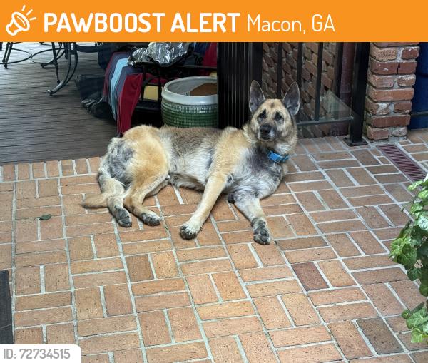Found/Stray Male Dog last seen Forsyth street and Zebulon Rd , Macon, GA 31210