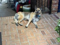 Found/Stray Male Dog last seen Forsyth street and Zebulon Rd , Macon, GA 31210