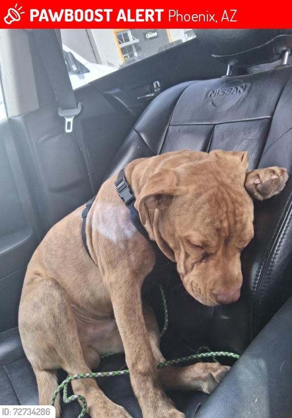 Lost Male Dog last seen 68th Ave and Palm Ln. Phoenix, AZ 85035, Phoenix, AZ 85035