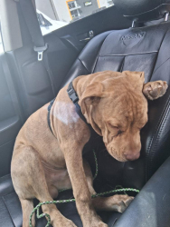 Lost Male Dog last seen 68th Ave and Palm Ln. Phoenix, AZ 85035, Phoenix, AZ 85035