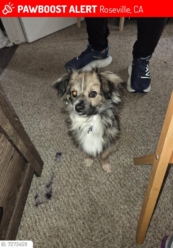 Lost Male Dog last seen Cirby Hills wellness center, Roseville,CA , Roseville, CA 95621