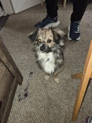 Lost Male Dog last seen Cirby Hills wellness center, Roseville,CA , Roseville, CA 95621