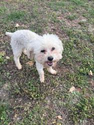 Found/Stray Female Dog last seen Kenmore Dr , Piedmont, SC 29673