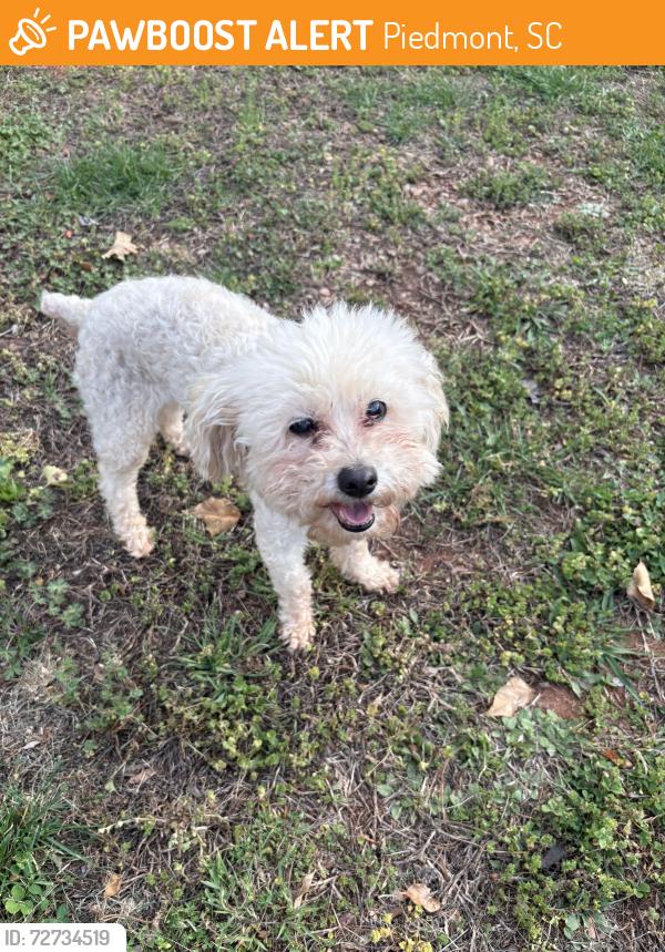 Found/Stray Female Dog last seen Kenmore Dr , Piedmont, SC 29673