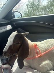 Lost Male Other last seen Valencia and camino de oeste , Tucson, AZ 85706