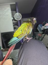 Lost Unknown Bird last seen Chester Le park , Toronto, ON M1W 2K7
