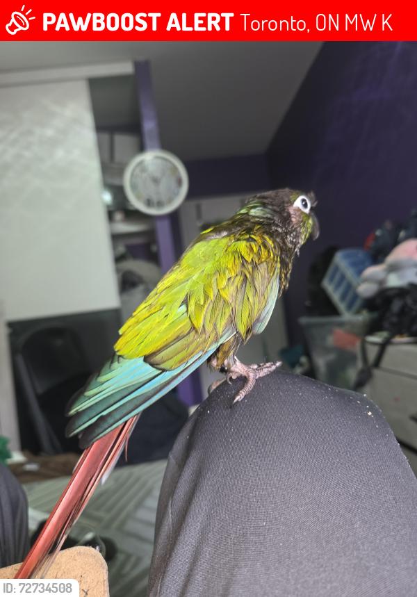 Lost Unknown Bird last seen Chester Le park , Toronto, ON M1W 2K7