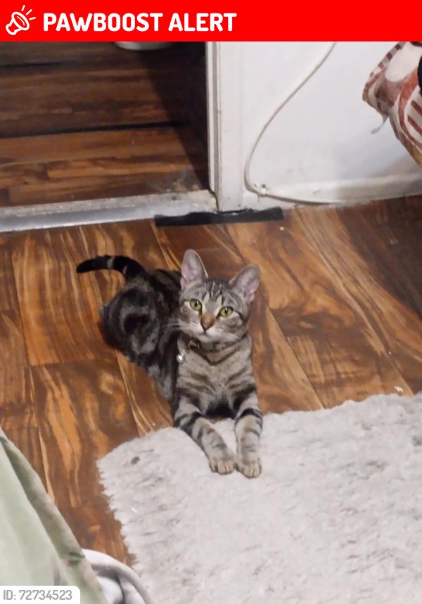 Lost Female Cat last seen South hacienda blvd by cafe, Hacienda Heights, CA 91745