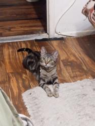 Lost Female Cat last seen South hacienda blvd by cafe, Hacienda Heights, CA 91745