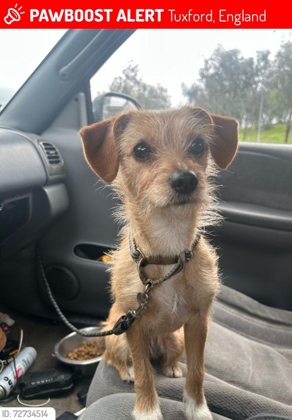 Lost Female Dog last seen Telfair x-st penrose and tuxford, Tuxford, England 