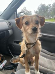 Lost Female Dog last seen Telfair x-st penrose and tuxford, Tuxford, England 