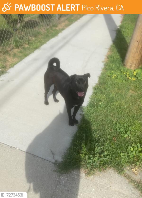 Found/Stray Unknown Dog last seen durfee ave, Pico Rivera, CA 90660