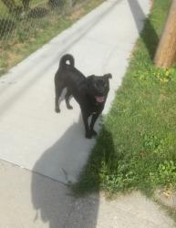 Found/Stray Unknown Dog last seen durfee ave, Pico Rivera, CA 90660