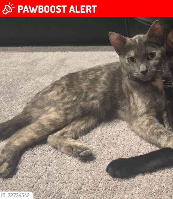 Lost Female Cat last seen Near waterdale rd heidelberg Heights vic 3081, Heidelberg Heights, VIC 3081