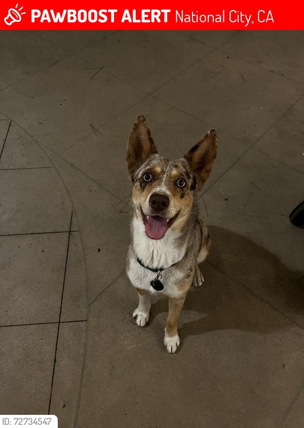 Lost Female Dog last seen 16th Street and Highland Avenue , National City, CA 91950