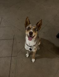 Lost Female Dog last seen 16th Street and Highland Avenue , National City, CA 91950