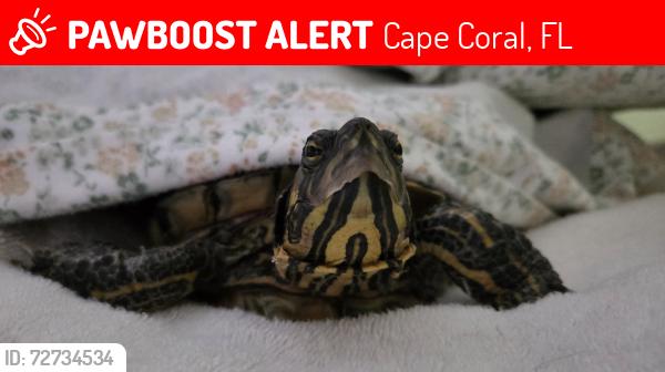 Lost Female Reptile last seen House across street from Gulf Coast Baptist Church., Cape Coral, FL 33990