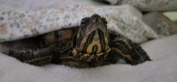 Lost Female Reptile last seen House across street from Gulf Coast Baptist Church., Cape Coral, FL 33990