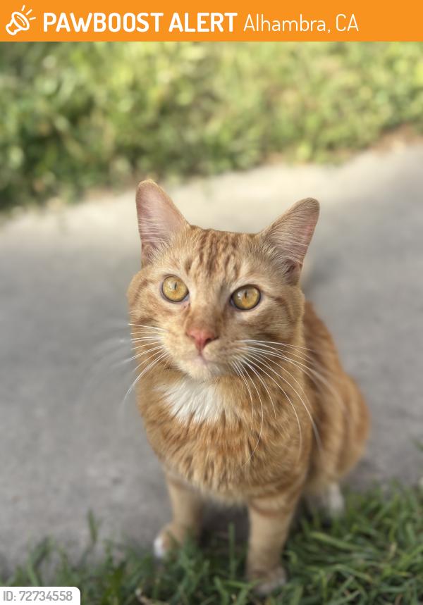 Found/Stray Unknown Cat last seen Valley and Mission, by the Marengo/Campbell train tracks , Alhambra, CA 91803