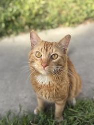 Found/Stray Unknown Cat last seen Valley and Mission, by the Marengo/Campbell train tracks , Alhambra, CA 91803
