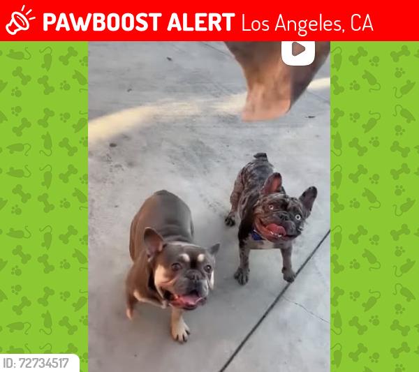 Lost Unknown Dog last seen Near W 56th street 90037, Los Angeles, CA 90037