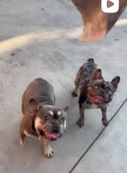 Lost Unknown Dog last seen Near W 56th street 90037, Los Angeles, CA 90037