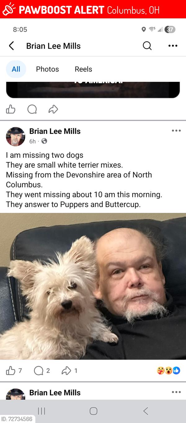 Lost Female Dog last seen Devonshire ohio, Columbus, OH 43229