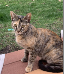 Found/Stray Female Cat last seen elk run rd, Chantilly, VA 20151