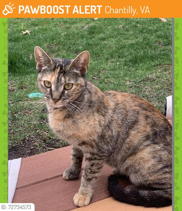 Found/Stray Female Cat last seen elk run rd, Chantilly, VA 20151