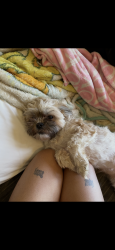 Lost Female Dog last seen East Spruce Street, Yakima, WA 98901