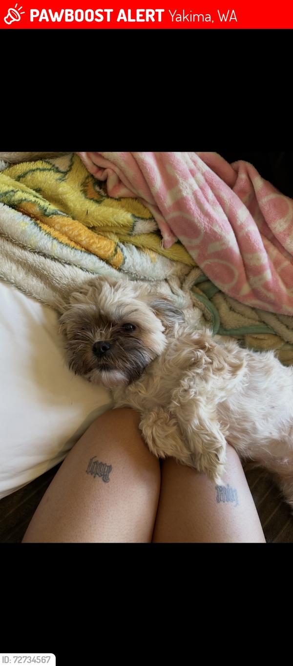 Lost Female Dog last seen East Spruce Street, Yakima, WA 98901