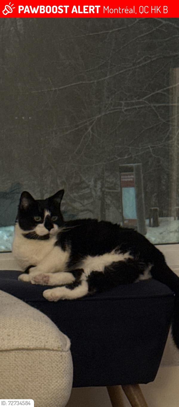 Lost Male Cat last seen Gouin / Henri d’Arles, Montréal, QC H4K 1B5
